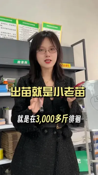 烤苗黄苗老小苗，一出苗地里就有这种情况的，答应我&hellip;&hellip;#新农人计划2025 #乡村生活家 #来抖音学农技 #大姜种植