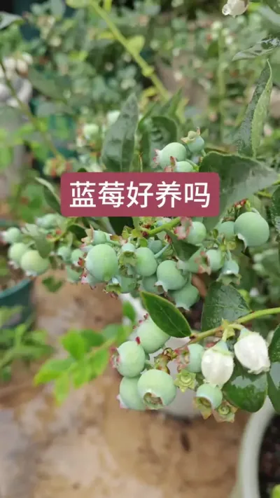 蓝莓种植盆栽#蓝莓苗盆栽 #盆栽果树 #蓝莓种植技术 #别墅庭院植物 #纯甜蓝莓