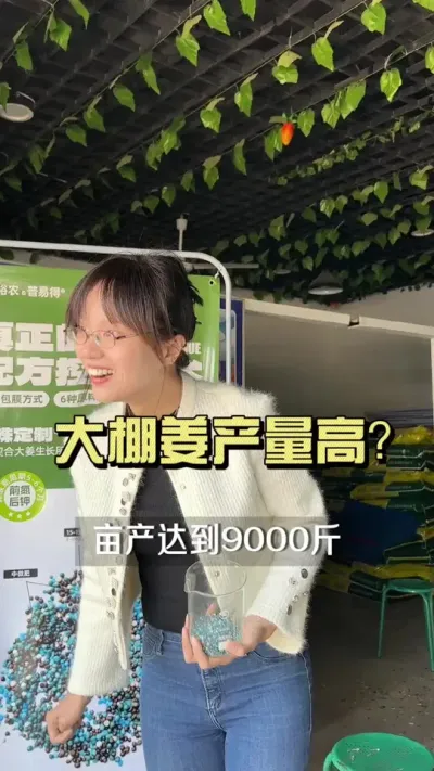 大棚姜产量有多少？#新农人计划2025 #村里的新年 #大姜种植 #抖音助农扶农 #乡村生活家