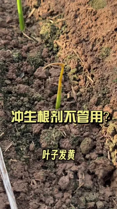 小老苗、卷辫子黄叶子，冲生根剂一遍遍的不管用？#新农人计划2025 #抖音助农扶农 #大姜种植 #乡村生活家
