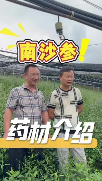 南沙参，别名叫&ldquo;泡参&rdquo;，作为中药，它性味甘微寒，归肺胃经，具有养阴清肺、化痰、益气的功效无论是作为一味重要的滋阴药材，还是作为夏季开花的观赏植物，南沙参都具有一定的价值。#南沙参#农业种植#三农#种植