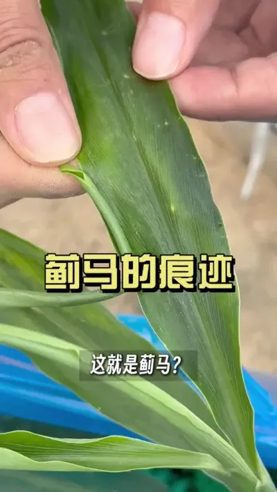 蓟马的药抗性越来越大，选药更需要谨慎#病虫害防治 #来抖音学农技 #大姜种植 #新农人计划2025