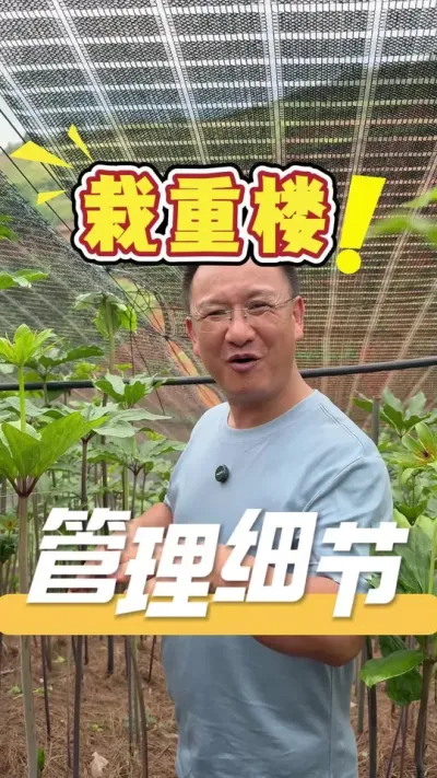 要想栽好重楼，管理方法方案很重要，使用390方案让苗实现苗强苗壮，后续管理起来就很方便了。#重楼#重楼种植#农业技术推广#三农