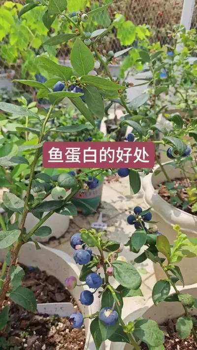 种蓝莓怎么施肥浇水，蓝莓喜欢什么肥料#种植小技巧 #种蓝莓 #蓝莓施肥 #蓝莓种植 #蓝莓苗