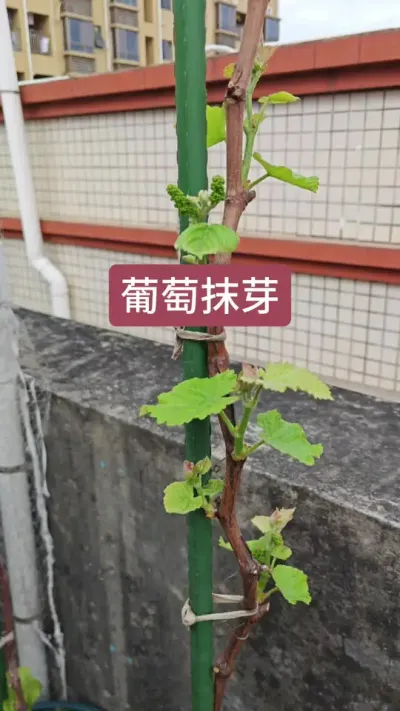 寒香蜜葡萄种植方法#种植小技巧 #葡萄树种植技巧 #葡萄种植方法 #种葡萄全过程 #葡萄技术