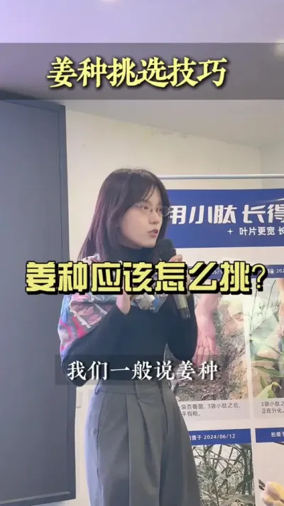 姜种应该怎么挑？姜丝多的干物质就高吗？#新农人计划2025 #抖音助农扶农 #乡村生活家 #大姜种植 #村里的新年