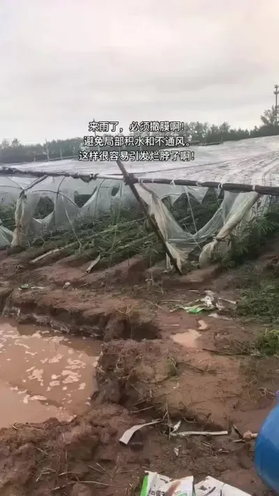 来雨了，必须撤膜啊。避免局部积水和不通风啊。这样很容易引发烂脖子啊！#新农人计划2025 #乡村守护人 #大姜种植 #来抖音学农技 #茎基腐