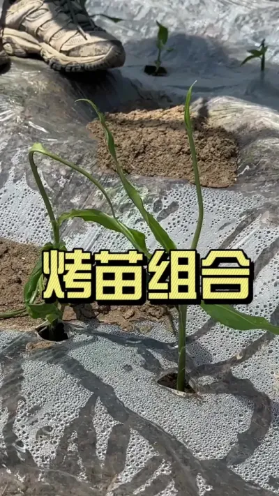 今年很多朋友由于前期管理不到位，地里的姜苗都像编脏辫似的，编了一个又一个。很多人反复冲生根剂、复硝酚钠、不对症，拖的越来越严重了。这种情况，应该给姜苗姜芯补养分，烤苗组合一亩地一套，4-5天，起身松心