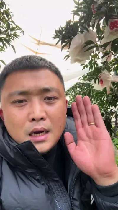 要牛尿的就来找我，给你安排走秀#说点大实话 #关注我每天为你分享更多农业知识 #柑橘种植 #主打的就是一个真实