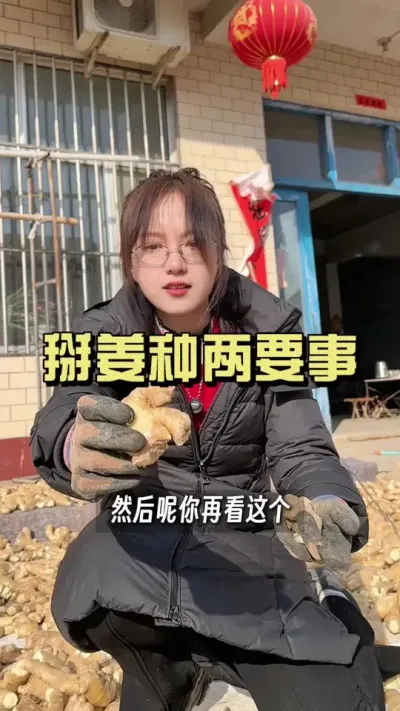 掰姜种的这2个要点，你记住了吗？#乡村生活家 #抖音助农扶农 #新农人计划2025 #大姜种植