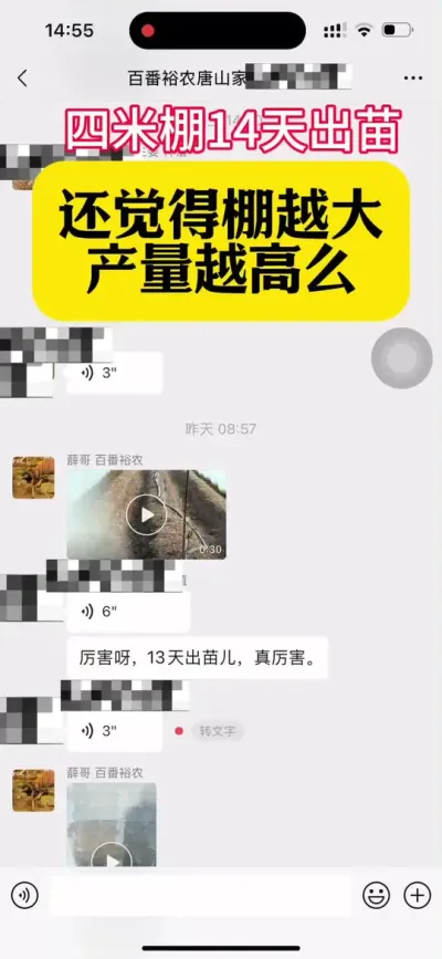 当一些8米棚还在为出苗发愁时，咱们4米棚13天都出苗了。#新农人计划2025 #来抖音学农技 #生姜种植 #抖音助农扶农
