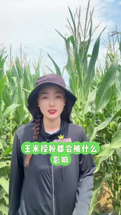 玉米授粉都会被什么影响 好的品种搭配好的管理方法，才是高产的基础#玉米高产种植技术 #高产玉米 #富兴698 #抖音助农
