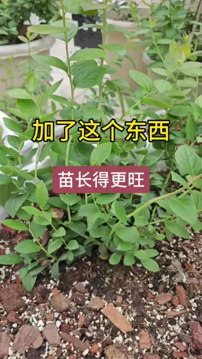 蓝莓种植方法，蓝莓专用基质土#种植小技巧 #农业种植 #蓝莓种植 #蓝莓苗 #盆栽蓝莓