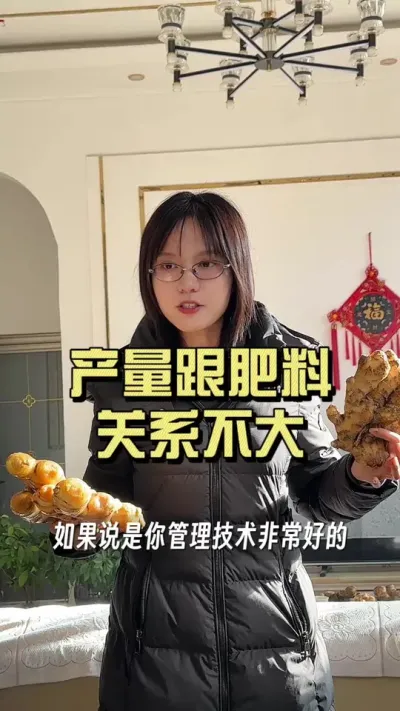 产量跟肥料关系不大，种姜也不是产量越高就能多赚的时代，质量才是硬道理。#新农人计划2025 #乡村守护人 #大姜种植 #来抖音学农技