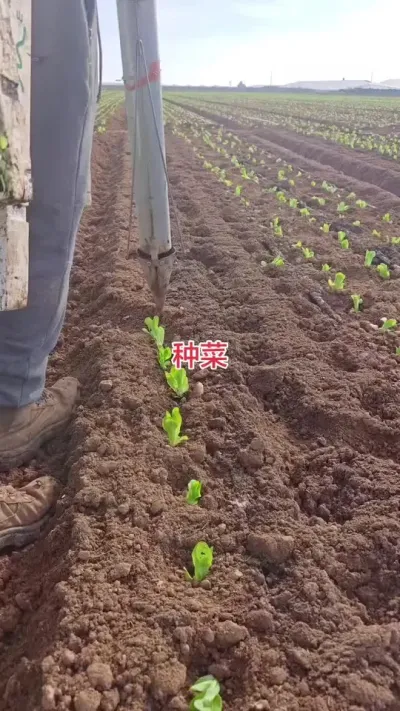 种菜#种菜神器#种菜小技巧 #种菜口诀 #种菜要有种菜的样子 #种菜种菜