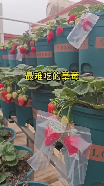 草莓种植盆栽#草莓种植方法 #盆栽草莓苗 #草莓种植管理技术和方法 #草莓苗种苗 #牛奶草莓苗