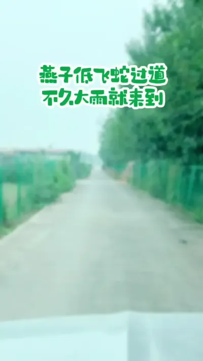 燕子低飞蛇过道，不久大雨就来到 此情此景，应该留念#新农人计划 #原创视频 #农谚