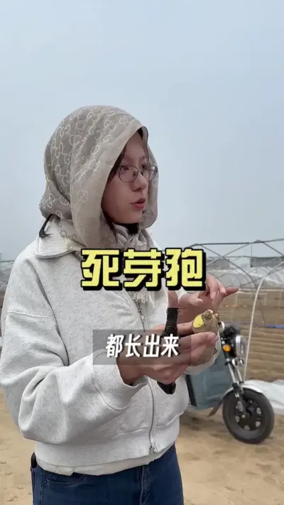 前期排潮没排好和后期没排好有什么区别？怎么处理？#大姜种植 #抖音助农扶农 #乡村生活家 #新农人计划2025