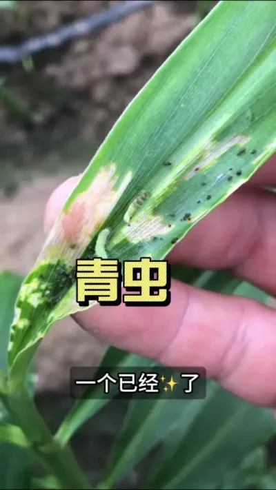 青虫一遍一遍打不住的朋友们，可以试试小益的青虫三号，前打后落！#新农人计划2025 #来抖音学农技 #乡村守护人 #大姜种植 #青虫三