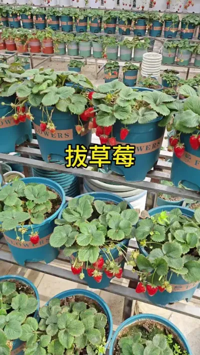 草莓苗盆栽#盆栽草莓苗 #草莓苗种苗 #草莓种植方法 #草莓种植管理技术和方法 #记录我的种植生活