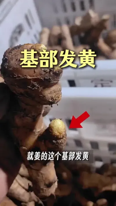姜芽基部发褐色怎么回事？#乡村生活家 #大姜种植 #新农人计划2025#抖音助农扶农