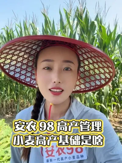 小麦高产基础是啥 学会算账，控制成本#三农 #抖音新农人 #安农98 #三农种植 #小麦高产技术