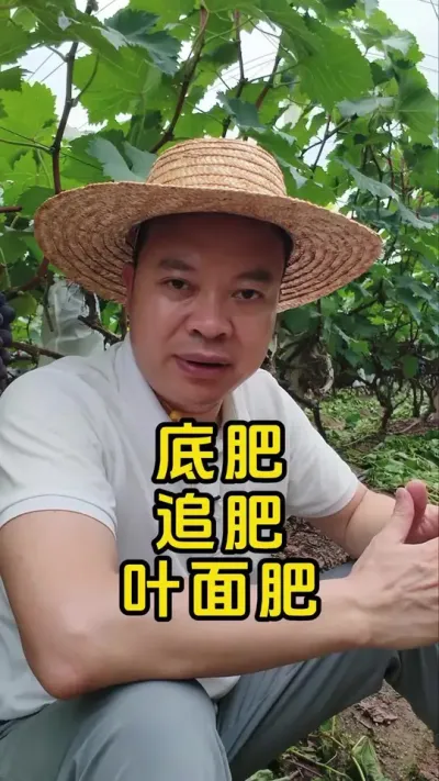 底肥、追肥、叶面肥，几种不同的施肥方式各有什么优点，有没有相互之间可替代性？#施肥 #种植 #农民 #农小蛙