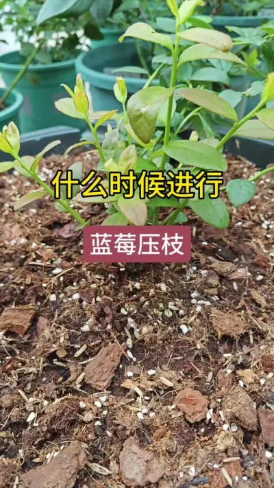 种蓝莓怎么养护，蓝莓怎么压枝，蓝莓的养护方法#蓝莓种植 #蓝莓苗 #蓝莓种植技术 #盆栽蓝莓 #盆栽蓝莓苗