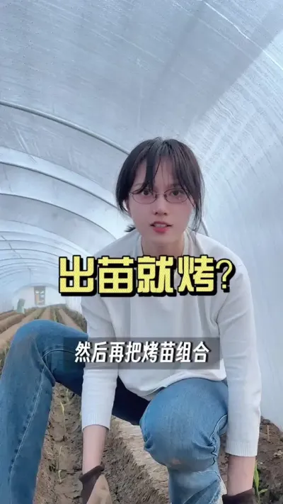 一出苗就烤了！咋回事？#新农人计划2025 #抖音助农扶农 #大姜种植 #乡村生活家 #来抖音学农技