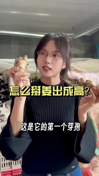 怎么掰姜出成高？#乡村生活家 #抖音助农扶农 #大姜种植 #新农人计划2025