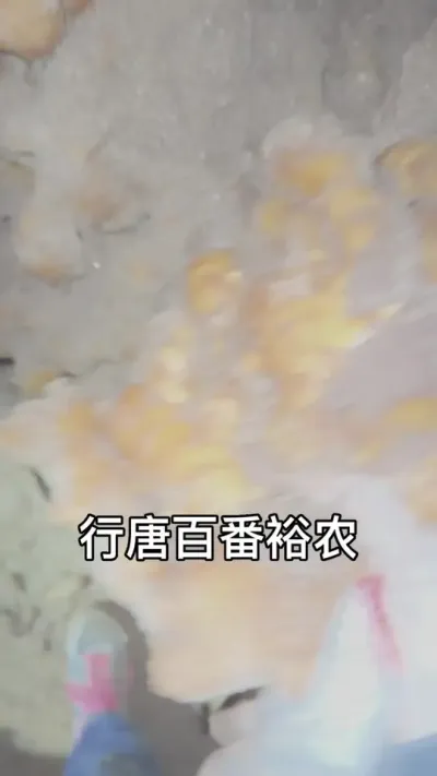 昨天把所有百番裕农的客户的姜井全部都下完一遍，仔细检查了。2米小拱棚产量基本14000-15000左右，没有涝窝、没有烂头，没有姜井湿，没有发芽。皮皮毛光亮，没有死棵，周围好多人都预定当姜种。优质生姜