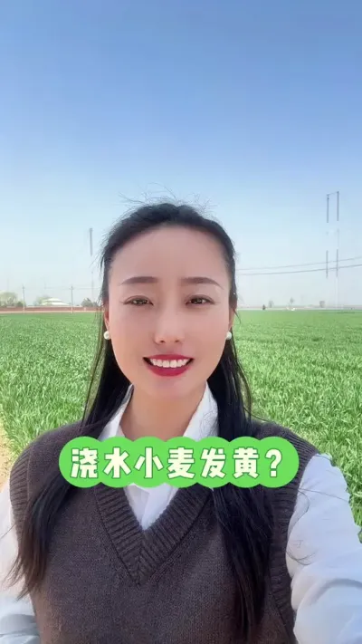 浇地后小麦为什么发黄？ 叶片发黄的原因有很多，拔节后重点防早衰保叶片功能，有条件就小水灌溉，没条件就随便浇吧，能浇上水就行，水是生命之源😃#爱农小秦 #服务三农支持三农 #三农 #抖音助农 #分享农业