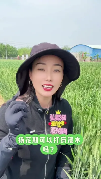 扬花期能不能打药浇水？ 所有的管理以水肥为基础，防病虫害为保障！#三农 #分享农业知识帮农民增产增收 #支持三农扶持三农发展 #服务三农支持三农 #弘麦360