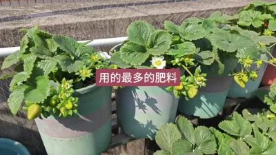 草莓肥料#草莓种植方法 #草莓种植管理技术和方法 #草莓养护方法 #种草莓 #草莓苗种苗