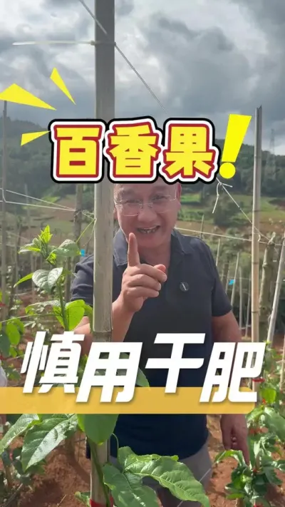 百香果雨后苗期管理，只要叶子黑绿，枝干粗壮，千万不要急于施干肥，避免黄化茏头的发生。#百香果#农业技术推广#种植小技巧#三农