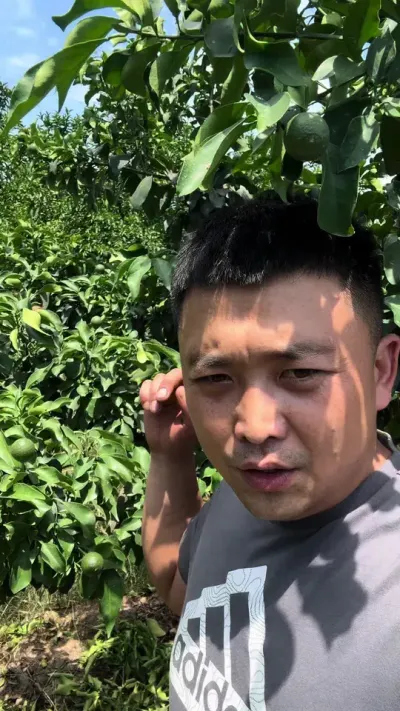 爱媛要吃莽皮不#柑橘种植 #三农