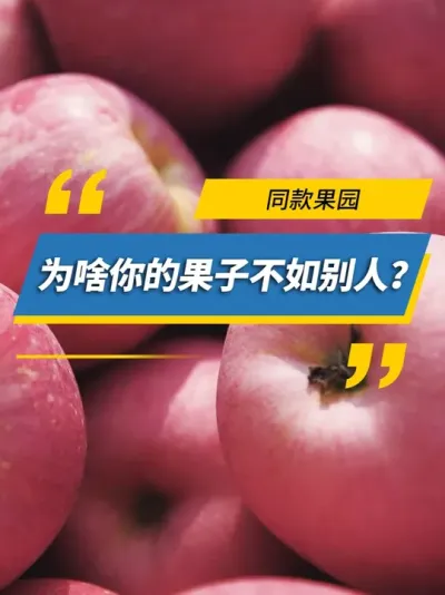 同款果园，为啥你的果子不如别人？ #雅苒国际 #肥料 #苹果  #苹果种植 #圣诞节