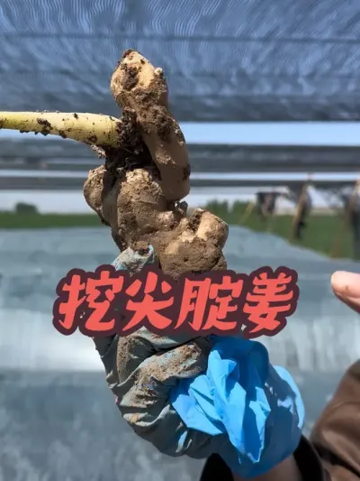 前期不发苗，后期的姜就是这种屁股尖尖的小可怜。#新农人计划2025 #乡村英才计划 #乡村新农人
