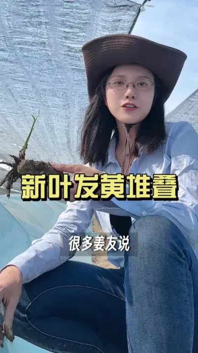 新叶发黄、堆叠不爱长，到底用不用管？#新农人计划2025 #抖音助农扶农 #大姜种植 #乡村生活家 #来抖音学农技