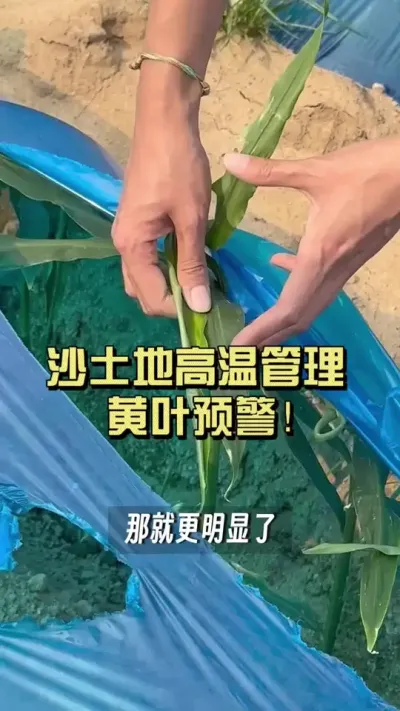 咱们沙地种姜的朋友，近期管理一定注意这几点&hellip;&hellip;#新农人计划2025 #乡村守护人 #大姜种植 #来抖音学农技