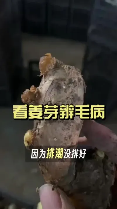看姜芽表现辨别姜种问题&hellip;&hellip;#抖音助农扶农 #大姜种植 #乡村生活家 #新农人计划2025