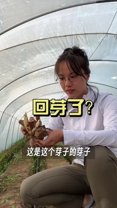 旁边的苗都五六片叶了，这个怎么还没出苗？挖出来一看&hellip;&hellip;#新农人计划2025 #来抖音学农技 #乡村生活家 #扶农助农 #大姜种植