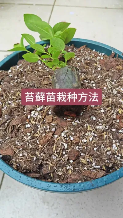 蓝莓小苗怎么栽种，苔藓苗种植方法 #蓝莓苗 #苔藓苗 #盆栽蓝莓苗 #蓝莓种植 #蓝莓种植方法