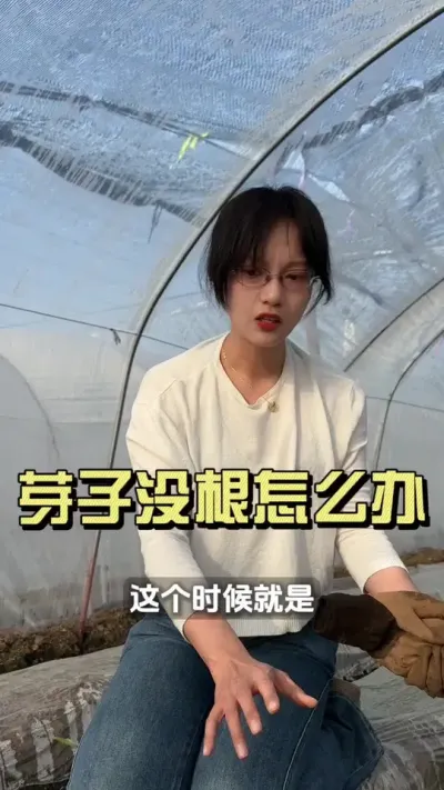 出了芽子还没根？浇浇水就行吗？#新农人计划2025 #抖音助农扶农 #大姜种植 #乡村生活家 #来抖音学农技