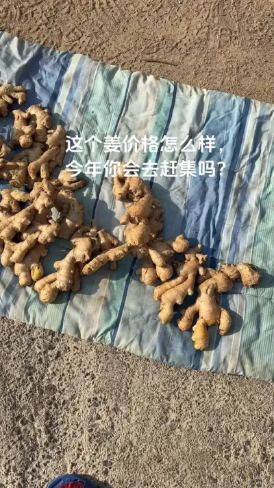 初三来赶集了碰上一个卖姜的，一问价格我惊呆了&hellip; 你们那里的生姜卖多少？