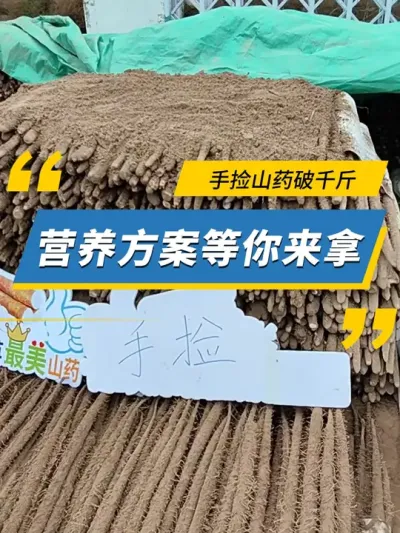 手捡山药破千斤，营养方案等你来拿！ #雅苒国际 #农业种植  #麻山药 #产量测量 #大雪