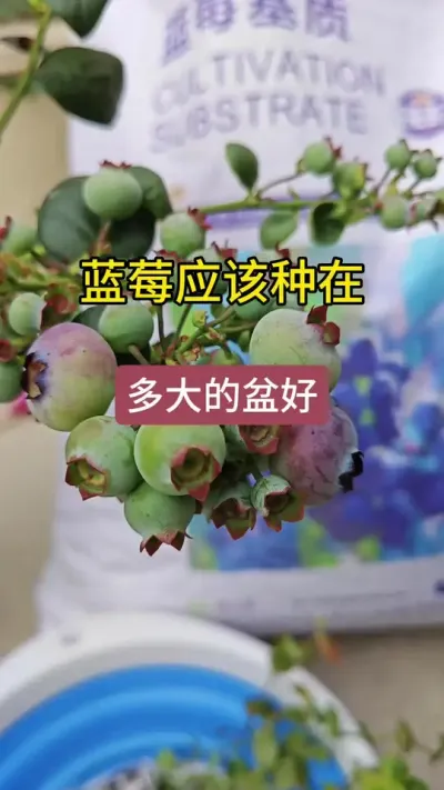 蓝莓种在多大的盆好呢，新手应该种小钵苗，盆越大越好#蓝莓苗盆栽 #蓝莓种植 #蓝莓树苗的种植方法 #蓝莓种植技术 #种植小技巧