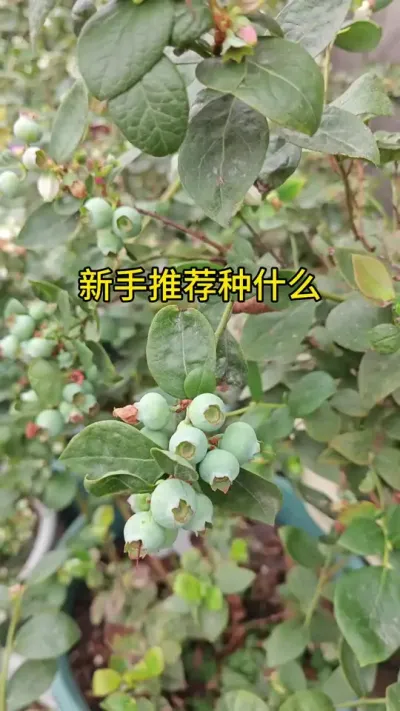 蓝莓种植盆栽#蓝莓种植技术 #蓝莓种植方法和注意事项 #蓝莓新鲜采摘 #蓝莓树种植方法 #盆栽蓝莓