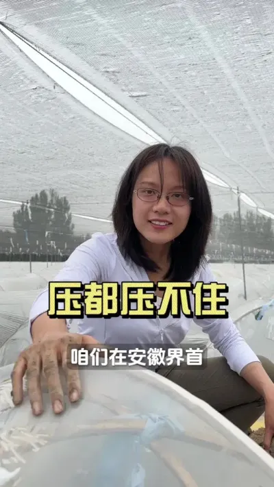 看这苗子的长势，压都压不住！#新农人计划2025 #来抖音学农技 #乡村生活家 #生姜种植