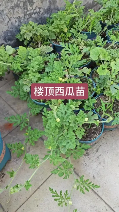 楼顶种西瓜，盆栽西瓜怎么种，盆栽西瓜要用多大的盆来种 #盆栽西瓜 #西瓜种植技术 #西瓜种植 #美都西瓜种植 #种西瓜